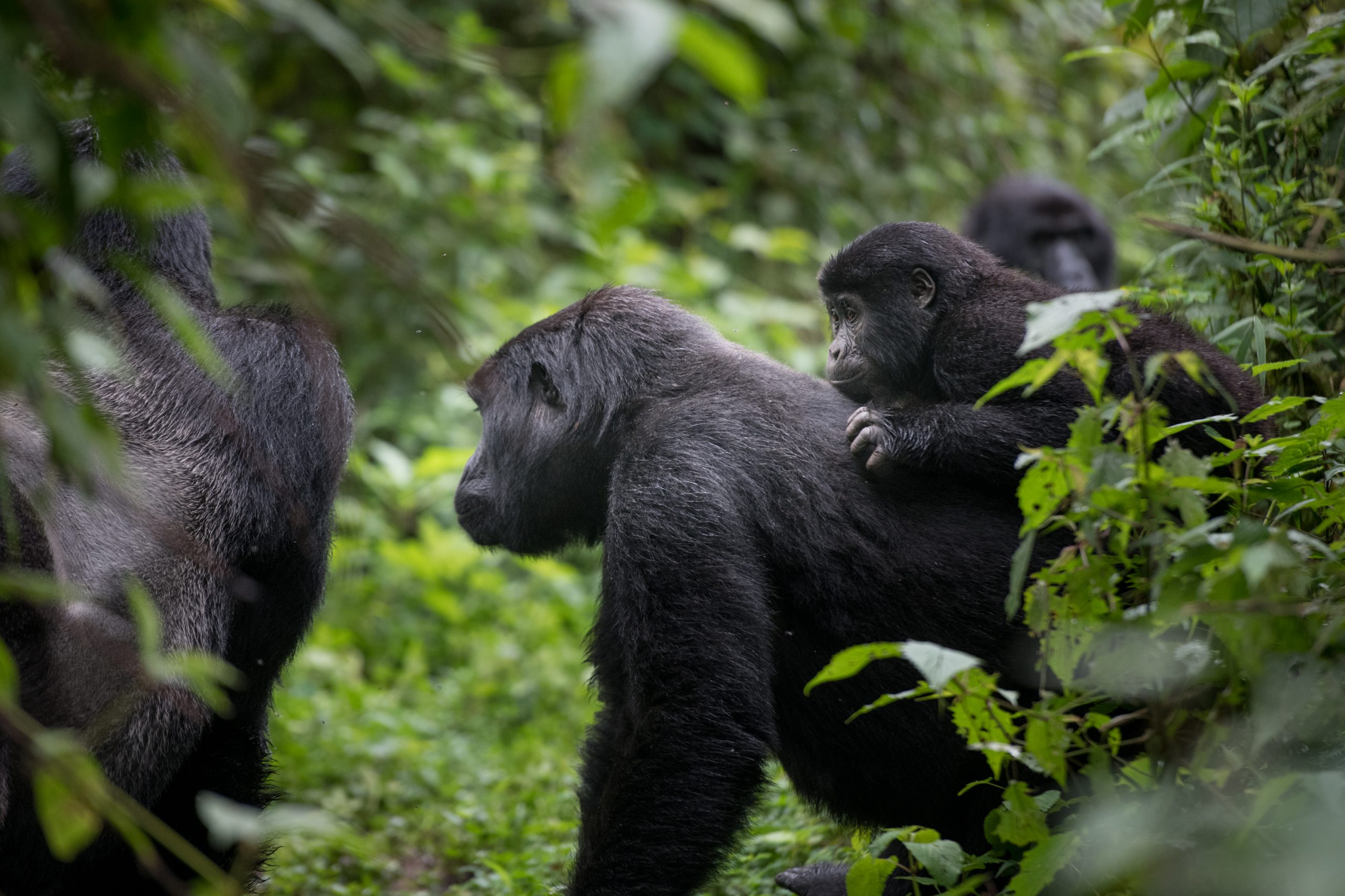 Best Uganda gorilla safaris
