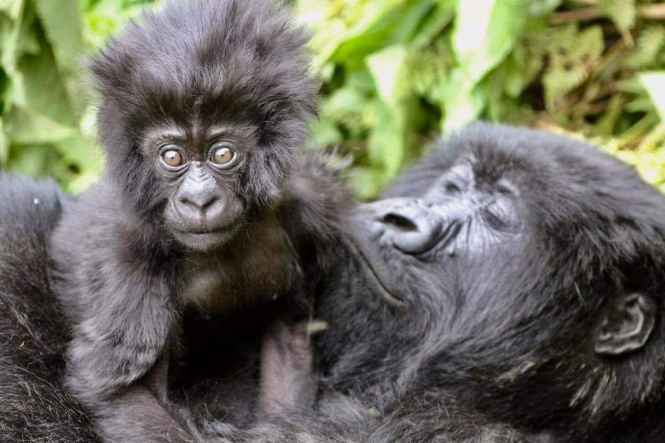 Trekking gorilla in Rwanda budget
