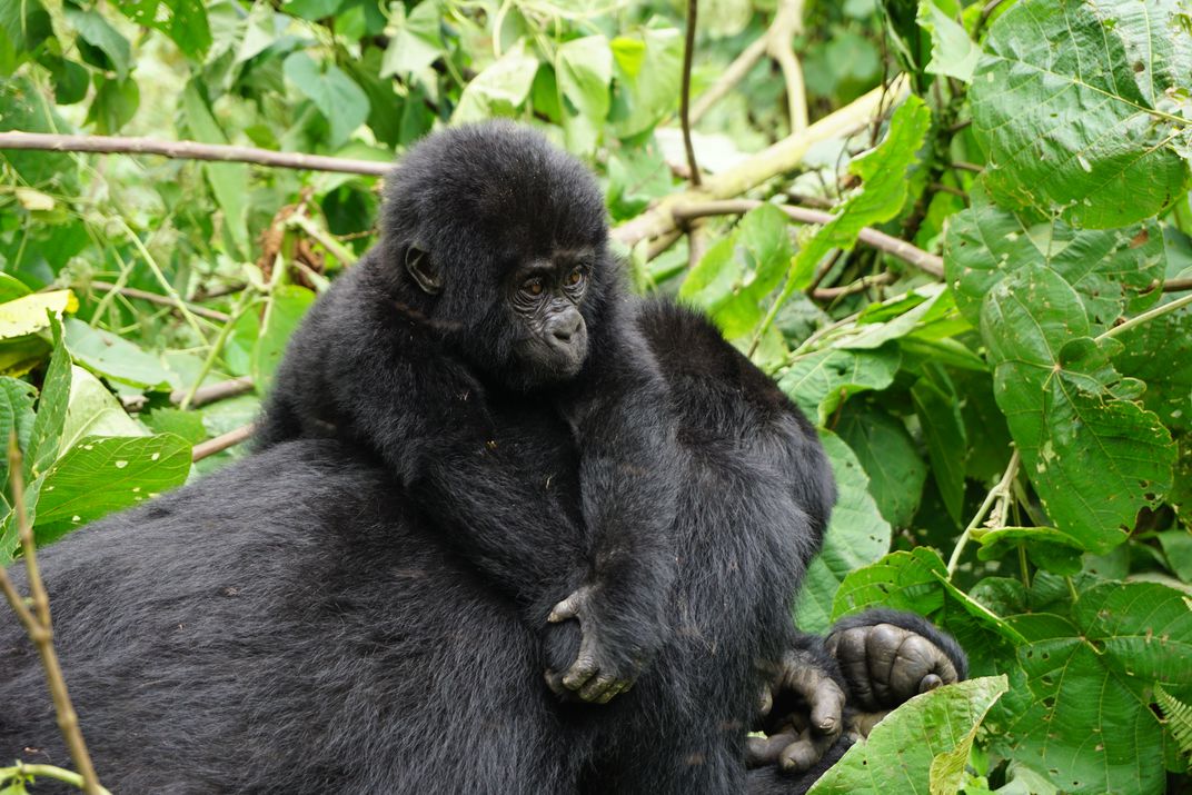 Gorilla trekking in Rwanda- Volcanoes National Park