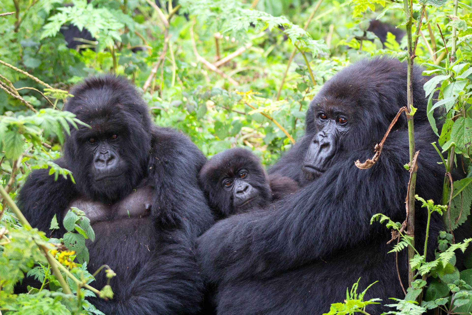 Bwindi Impenetrable National Park is the popular Uganda gorilla trekking safari park and where many would love to go for their gorilla trekking safari with the habituated gorilla families in Bwindi forest. 