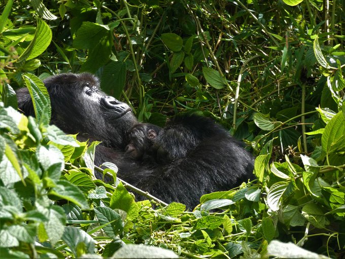 Rwanda’s Pablo Group new Baby Gorilla