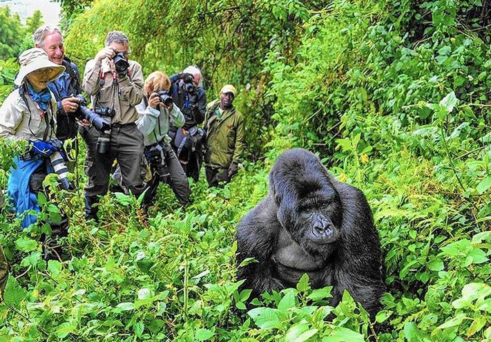 What is gorilla trekking?