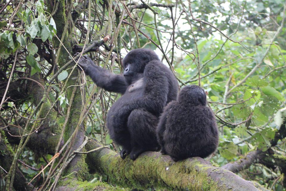 Mountain gorillas of Africa