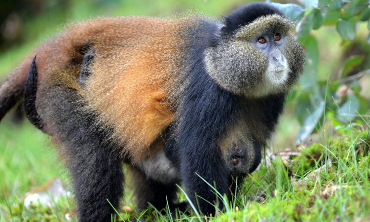 primate tracking Mgahinga