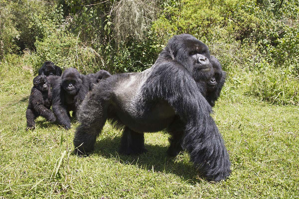 Uganda Vs Rwanda Gorilla trekking