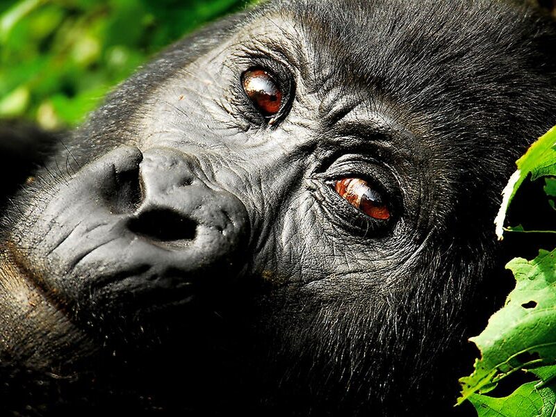 gorilla trekking Uganda