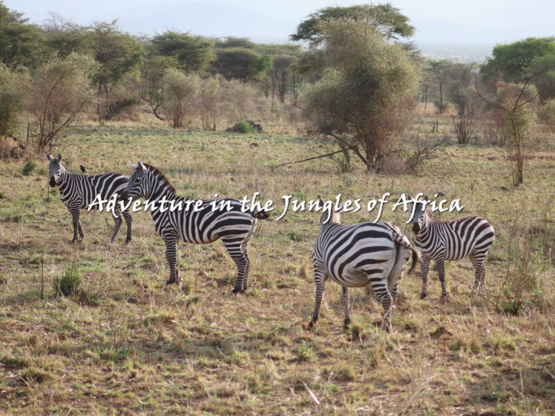 Rwanda Safaris