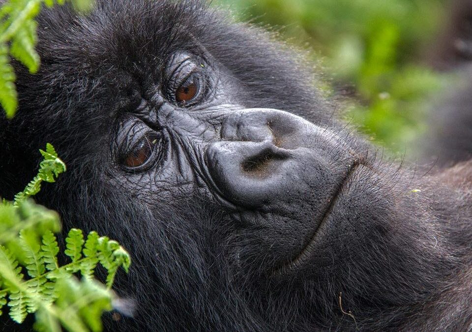 Planning 2022 Budget Gorilla Tours in Uganda & Rwanda